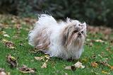 SHIH TZU 104